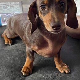 Dachshund All Grown Up from SHExotics
