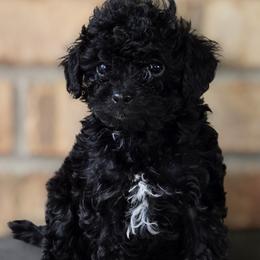 Ella - Black female Poodle puppy in Lucedale, Mississippi from Simply Poodle