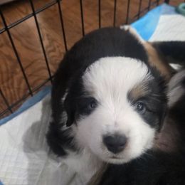Jasper - Black tri male Miniature American Shepherd puppy in Santa Rosa, California from BennettValleyAussies