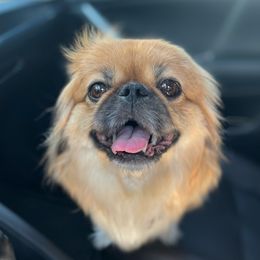 Castiel - Pekingese