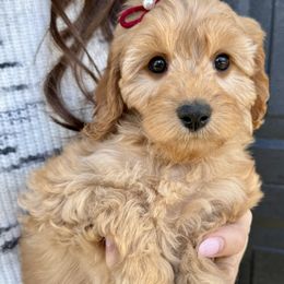 Lottie Lou - female Cavapoochon puppy in Lucas, Ohio from Apricot Lane Puppy