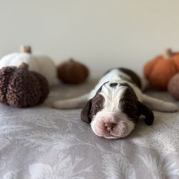 Gator - Liver white and tan male English Springer Spaniel puppy in Saratoga Springs, New York from Saratoga Springers NY