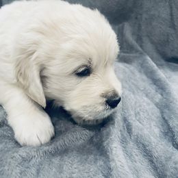 Golden Retriever Puppies from Valiant Goldens