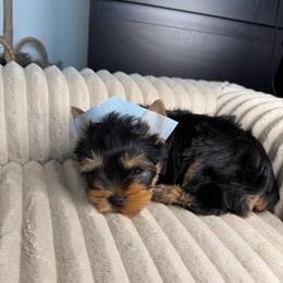 Boy 1 - Black and tan male Yorkshire Terrier puppy in Saint Cloud, Florida from Kei’s Precious Pups