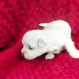 Mia - White female Maltese puppy in Austin, Texas from Austin Maltese Babies