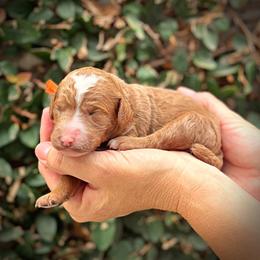 Orange Collar Girl - Cream female Poodle puppy in Modesto, California from Dry Creek Poodles