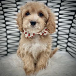 Lychee - Red male Cockapoo puppy in Palm Beach County, Florida from Benji’s Cockapoos