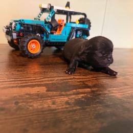 Sailor - Black female Pug puppy in Smiths Station, Alabama from Magnolia Pugs