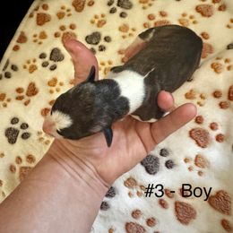 Boy 3 - Red brindle male Whippet puppy in Redmond, Oregon from Chappelle Whippets