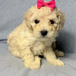 Luna - Cream female Poodle puppy in Cartersville, Georgia from Little Legacy Puppies