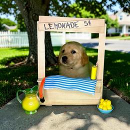 Conan - Golden male Golden Retriever puppy in Salem, Virginia from Virginia Goldens
