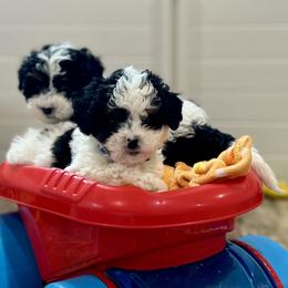 Cavapoo Puppies from Kelly Brooks