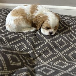 Boy with more white - Blenheim male Cavalier King Charles Spaniel puppy in Clintonville, Wisconsin from Whispering Meadows Performances Horses and Cavalier King Charles Spaniels