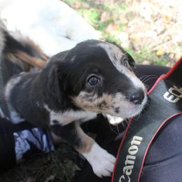 Nessie - Australian Shepherd puppy in Kansas City, Kansas from Lazuli Australian Shepherds