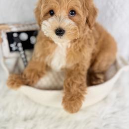 Frappe - Cream male Poodle puppy in Florida from Adorable Toy-Miniature Poodles