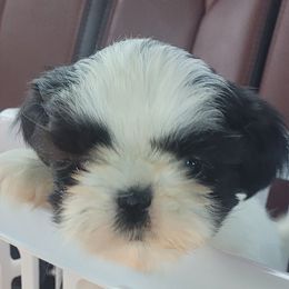 Connor - Black and white male Shih Tzu puppy in Ontario, Oregon from Keeper of the Stars