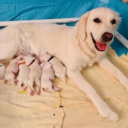 Golden Retriever Puppies from Theadorable Sugar Babies
