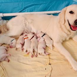 Golden Retriever Puppies from Theadorable Sugar Babies