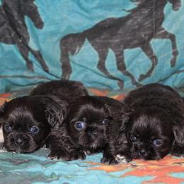 Blue girl 2 - Blue female Shih Tzu puppy in Newark, Ohio from Gemini Kennels