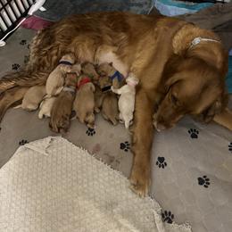 Mike- lime collar - Golden male Golden Retriever puppy in Indianapolis, Indiana from ZuGolden Retrievers & Doodles