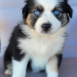 Australian Shepherd, Shichon, and Shihpoo Puppies from Pilot Hill Teddy Bear Puppies