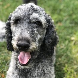 Mallory  - Poodle