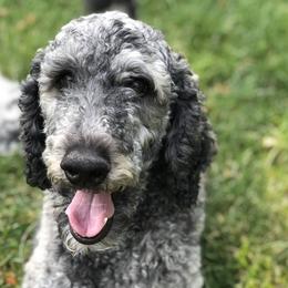 Mallory  - Poodle