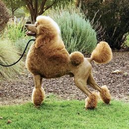 Poodles from StormBorn Standard Poodles