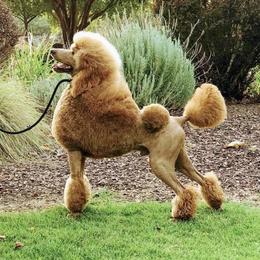 Poodles from StormBorn Standard Poodles