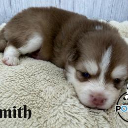 Smith - Red and white male Pomsky puppy in Eastman, Georgia from Once Upon A Pomsky