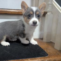 Bolt - Blue male Pembroke Welsh Corgi puppy in Brandon, Mississippi from Jenny May’s Corgis