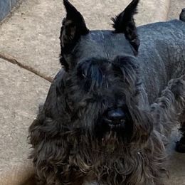 Miniature Schnauzers from Zurilgen Family of Miniature Schnauzers