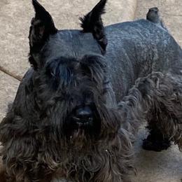 Miniature Schnauzers from Zurilgen Family of Miniature Schnauzers