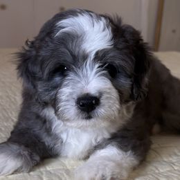 Boy 1 - Sable male Aussiedoodle puppy in Scottsboro, Alabama from Lisa’s Curly Puppies