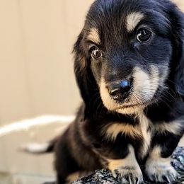 Blaze - Dachshund puppy from Treasure Dachshunds