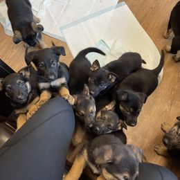 German Shepherd Puppies from Dady Shepherds