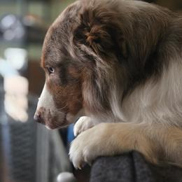 Australian Shepherd Puppies from Page Family Homestead
