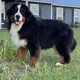 Bernese Mountain Dog puppies from Faith’s Bernese