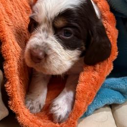 Toby - Tri-Roan male English Springer Spaniel puppy in Sonora, California from Sonora Hills ESS
