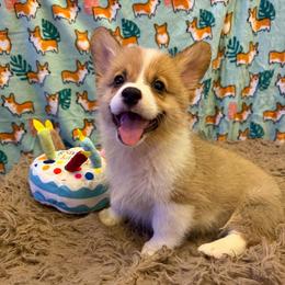 Finch - Red male Pembroke Welsh Corgi puppy in Minooka, Illinois from Lucky J Corgis