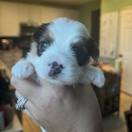 Lucky Daye - Parti male Yorkshire Terrier puppy in Beavercreek, Ohio from The Yorkie Den, LLC