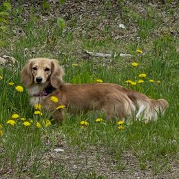 Rosie Joe - Dachshund