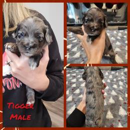 Tigger - Merle male Cockapoo puppy in Zanesville, Ohio from Oodles of Doodles & Poos