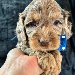 Hal - Merle male Cockapoo puppy in Adrian, Oregon from ApplebyFarm
