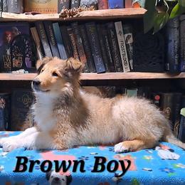 Brown Boy - Sable male Collie puppy in Kalispell, Montana from C4 Collies