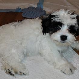 Coton de Tulear Puppies from Coton Country
