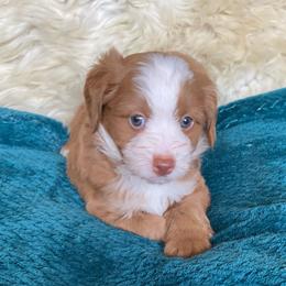 Emerald - female Australian Mountain Doodle puppy in Port Orchard, Washington from Yukon Harbor Doodles