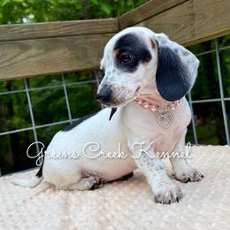 Chenille - Piebald female Dachshund puppy in Jena, Louisiana from Greens Creek Kennel