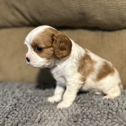Oakley - Blenheim female Cavalier King Charles Spaniel puppy in Shoals, Indiana from Willow Valley Farm