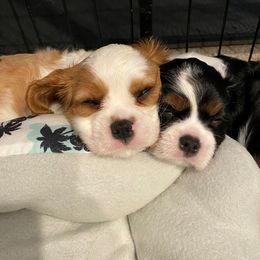 Cavalier King Charles Spaniel Puppies from Austin Cavaliers